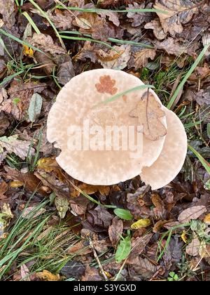 Funghi selvatici che crescono sul lato della strada a Rhydargaeau, Carmarthenshire, Galles. 6 novembre 2022. Foto Stock