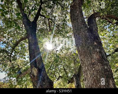 Sparare da sotto questo albero di biancospino intorno a mezzogiorno durante la stagione autunnale in Utah, USA. Il sole splende attraverso i rami dell'albero, le foglie e le bacche mentre i tronchi dell'albero si alzano verso l'alto. Foto Stock