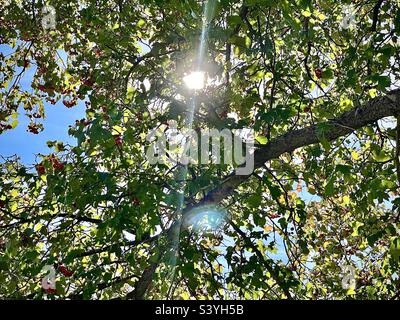 Sparare da sotto questo albero di biancospino intorno a mezzogiorno durante la stagione autunnale in Utah, USA. Il sole splende attraverso i rami dell'albero, le foglie e le bacche mentre l'albero stesso sale verso l'alto. Foto Stock