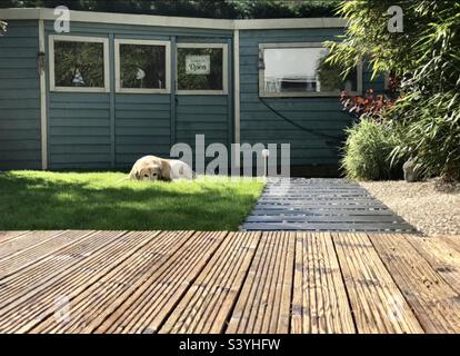 Golden Labrador cane prendere il sole su erba fresca. Foto Stock