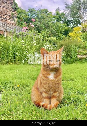 Grazioso piccolo zenzero regina gatto siede pazientemente sull'erba in un giardino di cottage di campagna troppo coltivato in Somerset, Inghilterra in un giorno d'estate Foto Stock