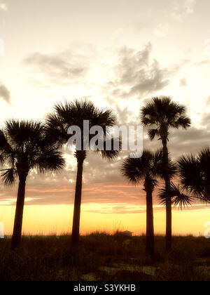 Tramonto e palme silhouette in Florida Foto Stock