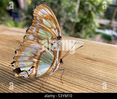 Farfalla malachite che è un membro della famiglia di farfalla spazzolato-piede Foto Stock