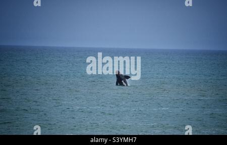 Balena destra meridionale che si infrana al largo della costa di Hermanus Foto Stock