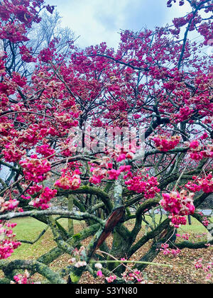 Il fuso europeo è una specie di pianta fiorita della famiglia delle Celastraceae. Foto Stock