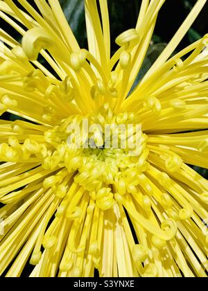 Crisantemo giallo Foto Stock