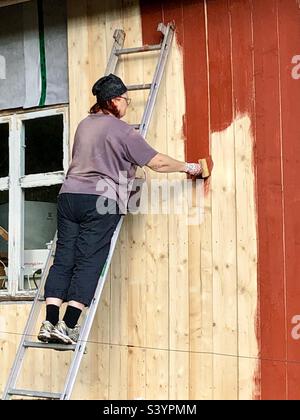 Donna di 65 anni si erge su una scala dipingendo una cabina con vernice rossa Falu. Foto Stock