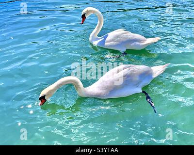 Due cigni (Cygnus) che nuotano e mangiano nel verde blu mare pulito a st Mawes, Cornovaglia, Inghilterra, lungo collo aggraziati uccelli bianchi che nuotano con grazia e nutrirsi Foto Stock