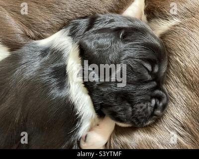 Springer Spaniel inglese. Cucciolo bianco e nero. Foto Stock