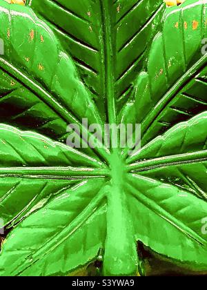 Foglia di marijuana Foto Stock