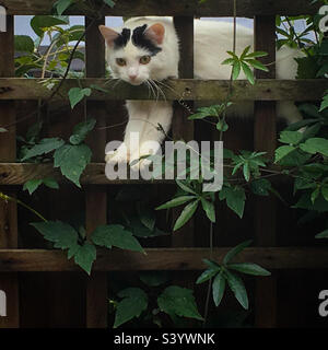 Divertente gatto su una recinzione che sbircia attraverso i trellis. Una foto di un telefono cellulare con post-elaborazione di un telefono o di un tablet. Foto Stock