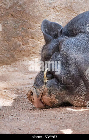 nero piatto pancia maiale dormire, testa con il crepuscolo si trova sul pavimento Foto Stock