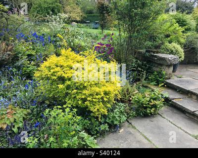 Berberis thunbergii 'Aurea', presso il Bates Green Garden, vicino ad Arlington, nel Sussex Foto Stock