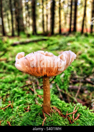 Fungo che cresce in una pineta a Winchester Hampshire Regno Unito Foto Stock