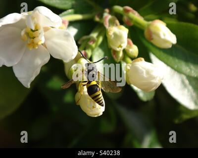 Piccola vespa sociale a strisce nere e gialle (Ancistrocerus sp.) seduto su fiori bianchi Foto Stock