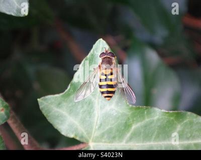 Sorvola femmina nera e gialla (Syrphus riassei) seduta su una foglia di edera Foto Stock