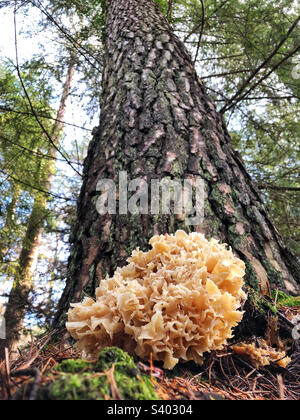 Cavolfiore Fungus (Sparassis crispa) che cresce in una pineta dell'Hampshire, Regno Unito Foto Stock