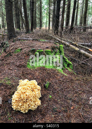 Cavolfiore Fungus (Sparassis crispa) che cresce in una pineta dell'Hampshire, Regno Unito Foto Stock