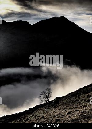 Sopra la nebbia in un Glen Scozzese un uccello su un albero soleggiato è silurato su una montagna, la Scozia Foto Stock