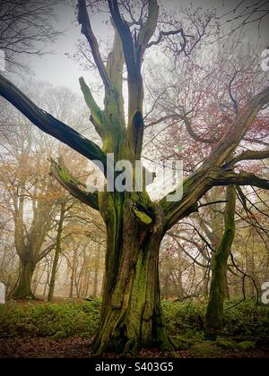 Un albero di 400 anni conosciuto come Bob’s Oak nella Ashridge Estate, Berkhamsted, Regno Unito Foto Stock