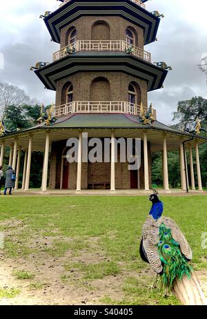 Un pavone che guarda la Grande Pagoda a Kew Gardens, Londra Foto Stock