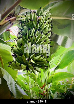 Un mazzo di banane appese ad un albero di musa Foto Stock