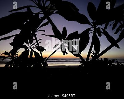 Tramonto attraverso le palme alla spiaggia di Guiones in Costa Rica Foto Stock