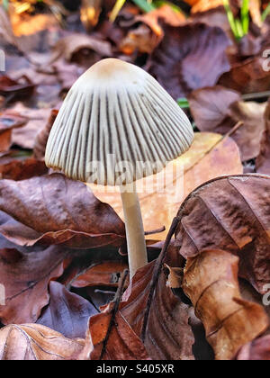 Fungo pieghettato (parasola plicatilis) in legno di faggio Hampshire Regno Unito Foto Stock