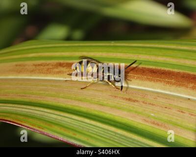 Stanco lavoratore di vespa comune (Vespula vulgaris) che riposa su una foglia a strisce gialle e verdi Foto Stock