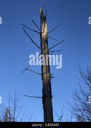 Tronco di albero morto ancora in piedi Foto Stock