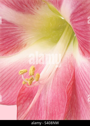 Primo piano di una bella fioritura di fiori di amaryllis di colore rosa. Foto Stock