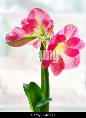 Bella fiori di fiori di amaryllis di colore rosa e bianco. Foto Stock