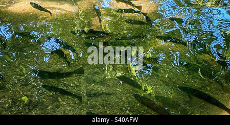 Numerosi pesci nel famoso fiume di gesso River Test vicino a Mottisfont, Hampshire, Regno Unito in una calda e soleggiata giornata estiva. Foto Stock