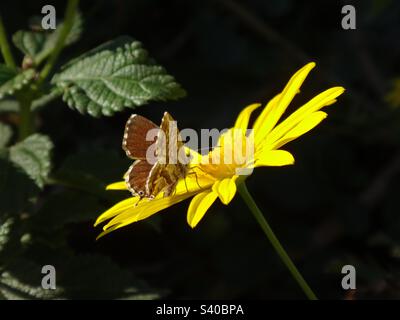 Geranio bronzo (Cacyreus marshalli) farfalla che si nutrono su un fiore giallo daisy Foto Stock