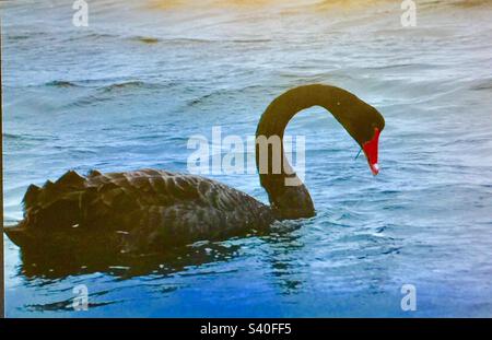 Viaggi Australia, cigno nero, migratorio, fauna selvatica, uccelli, uccelli acquatici, mare, oceano, nero, becco rosso, collo curvo Foto Stock