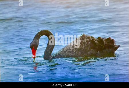 Viaggi Australia, cigno nero, migratorio, fauna selvatica, uccelli, uccelli acquatici, mare, oceano, nero, becco rosso, collo curvo Foto Stock