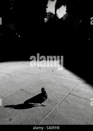 Immagine ad alto contrasto di un piccione nero Foto Stock