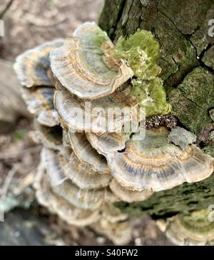 Funghi selvatici che crescono sul tronco dell'albero Foto Stock