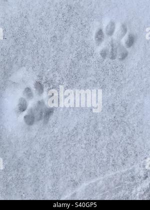 La zampa di gatto stampa sulla neve Foto Stock