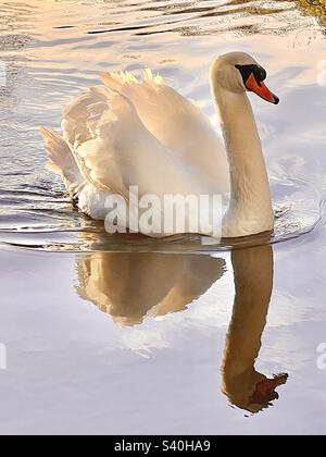 Il cigno muto (Cygnus olor) nuota pacificamente sul grande canale occidentale al tramonto in inverno, Devon, Inghilterra. Foto Stock