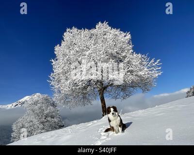 Cane di fronte all'albero innevato, alpi Bernesi, Svizzera Foto Stock