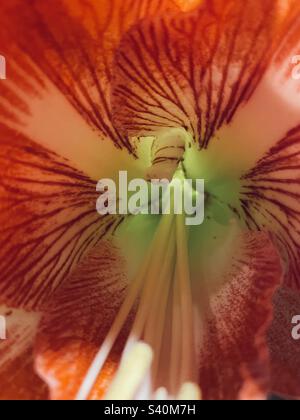 Amaryllis Flower Up Close Foto Stock