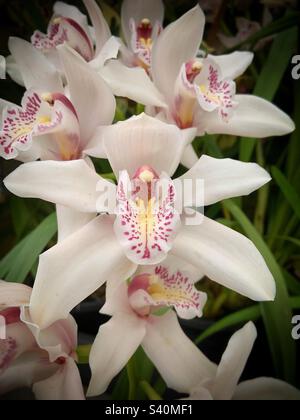 Orchid - Cymbidium Foto Stock