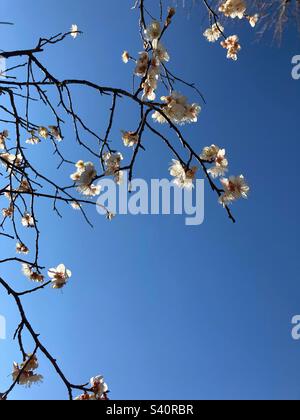 La prugna bianca fiorisce di fronte ad un cielo blu chiaro Foto Stock