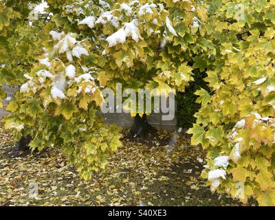 Acero durante l'autunno in mezzo a una tempesta di neve in Utah, Stati Uniti. Foto Stock