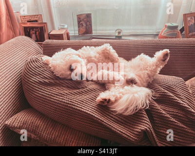 Un piccolo cane cavapoo bianco addormentato su un divano. Foto Stock
