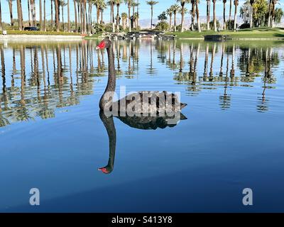 Black Swan galleggiante in acqua con un brillante riflesso di se stesso. Palme e montagne sullo sfondo. Foto Stock