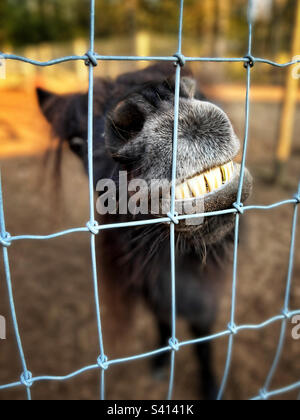 Vecchio, nero in miniatura cavallo si bagnano i denti dietro recinto cercando divertente e sorridente Foto Stock