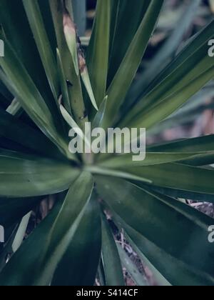 Fotografia delle foglie appuntite e del lungo gambo floreale di una pianta Yucca Filamentosa che cresce nel giardino. Foto Stock