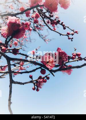 Fiori della prugna Foto Stock